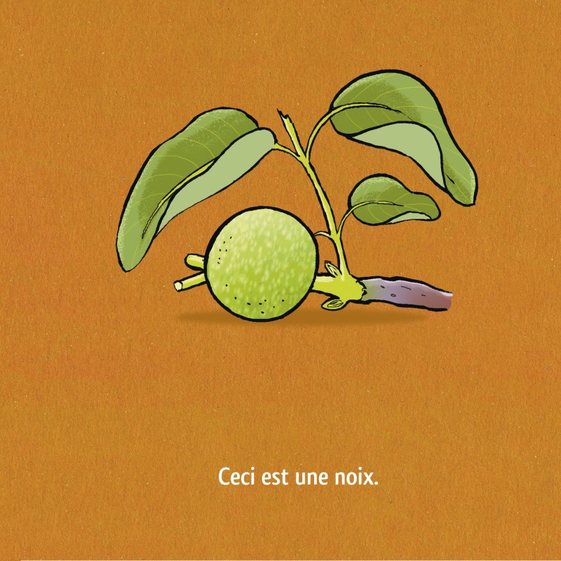 Ceci est une noix