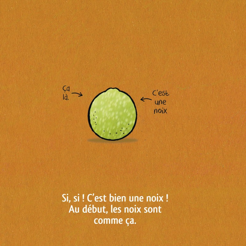 Ceci est une noix