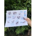 Stickers Eiffin' Birds