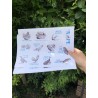 Stickers Effin' Birds