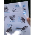 Stickers Eiffin' Birds